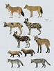dog family tree from wolves - Be Refined Site Gallery Of Photos