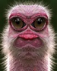 These funny animals (44 pics) - Izismile.com