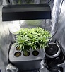 How to Grow A Single Marijuana Plant Indoors - Bonza Blog
