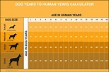 Dog years to human years explained : Infographics