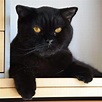 Black British Shorthairs: 9 Cool Facts and Pictures | ThePetFAQ