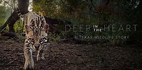 Fin & Fur Films’ “Deep In The Heart: A Texas Wildlife Story” To Debut ...