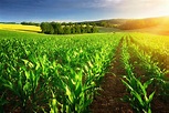 Angebote: Landwirtschaftliche Flächen in Tschechien - | green-immo.net