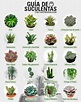 Suculentas Types Of Succulents, Cacti And Succulents, Planting ...