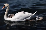 White swan and baby's swan on body of water, cygnets HD wallpaper ...
