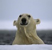 Königreich Arktis - Bilder & Fotos - WELT