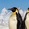 Emperor Penguin | National Geographic