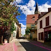 The town of Louveciennes was adorned with pink blossoms today. The ...
