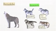 Der Wolf - Stammvater des Hundes – Biologie online lernen