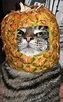 cat. in. pineapple... life complete | Cute cats and kittens, Cute cats ...