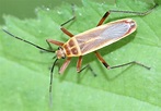 Stenomacra - Stenomacra marginella - BugGuide.Net