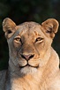 The Lioness - An obliging Lioness, looking straight at me to take her ...