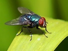 Cuánto vive una mosca: Descubre el ciclo de vida de las mismas