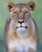 Gorgeous African lioness. She looks very capable of taking care of ...