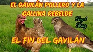 La gallinita rebelde y el Gavilán pollero - YouTube