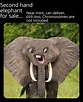 The best elephant memes :) Memedroid