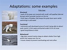 PPT - Adaptations of organisms PowerPoint Presentation, free download ...