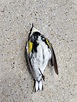 Dead bird, fabulous plumage. : morbidlybeautiful