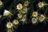 Plantas de floración nocturna - Revista Landuum