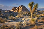 Exploring Joshua Tree National Park