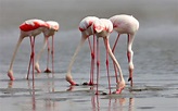 Greater Flamingo - Flamingo Lagoon - Walvis Bay - Earth's Wild Wonders