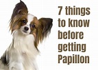 What Are The 7 Things You Need To Know About Papillons?