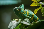 Il camaleonte: l'affascinante rettile dagli infiniti colori.