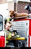 FIREHOUSE DOG, Rexxx the dog, 2007. TM and Copyright ©20th Century Fox ...