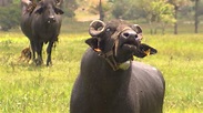 Bahia Rural | Búfalos da raça Murrah, criados na BA, despertam ...