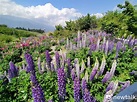 客家人的母親花─魯冰花 福壽山農場引進彩色品種 盛開到六月 | 旅遊 | Newtalk新聞