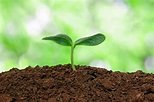 Healthy Soil and How to Make It