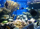 Waikiki Aquarium (Honolulu) - 2022 Lohnt es sich? (Mit fotos)