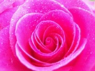 Pink - Pink (Color) Photo (4286512) - Fanpop
