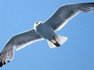 gaviota, Ave, Animales, Volando Wallpapers HD / Desktop and Mobile ...