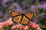 MONARCH BUTTERFLY (Danaus plexippus) in summer rain shower in a ...