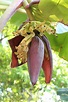 Musa × paradisiaca L. | Plants of the World Online | Kew Science
