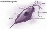 Trichomonas vaginalis infection transmission, symptoms, diagnosis ...