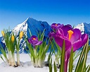 Flowers in Snow Wallpapers - Top Free Flowers in Snow Backgrounds ...