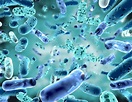 Bifidobacterium Adolescentis Strains Identified as GABA-Producers - Dr ...