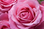 Close Up Pink Rose Wallpapers - Wallpaper Cave