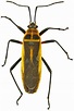 Female, Stenomacra marginella? - Stenomacra marginella - BugGuide.Net