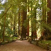 Henry Cowell Redwoods State Park (Felton) - All You Need to Know BEFORE ...