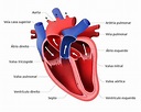 Sistema cardiovascular: o que é, função e órgãos - Enciclopédia ...