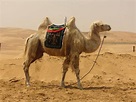 Il cammello: cosa mangia, dove vive, caratteristiche e curiosità