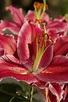 rote Lilie mit weißem Rand Foto & Bild | pflanzen, pilze & flechten ...