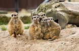 Meerkat Family Group Free Stock Photo - Public Domain Pictures