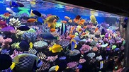 Best Reef Tank in Europe? Amazing SPS Reef Tank in Germany - YouTube