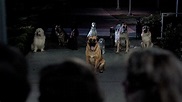 Prime Video: Perros asesinos