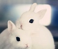 beautiful rabbit love together feeling in love. : r/aww