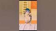 hey hey you you. cat dancing #cat #dance #meme #tiktok - YouTube